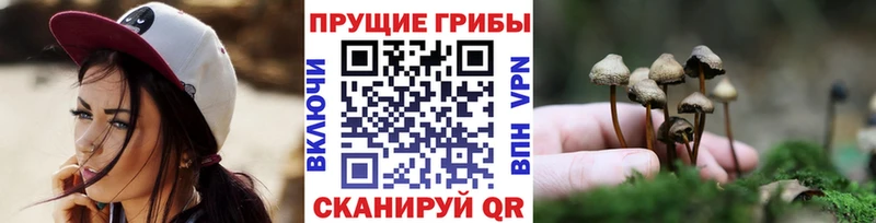 наркошоп  Мостовской  Галлюциногенные грибы Psilocybe 